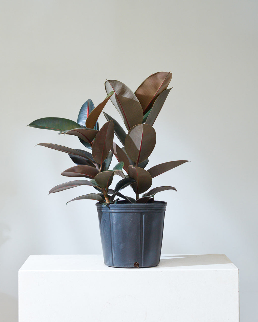 Burgundy Rubber Bush: Ficus elastica - 10 inch pot - 2-3 foot tall