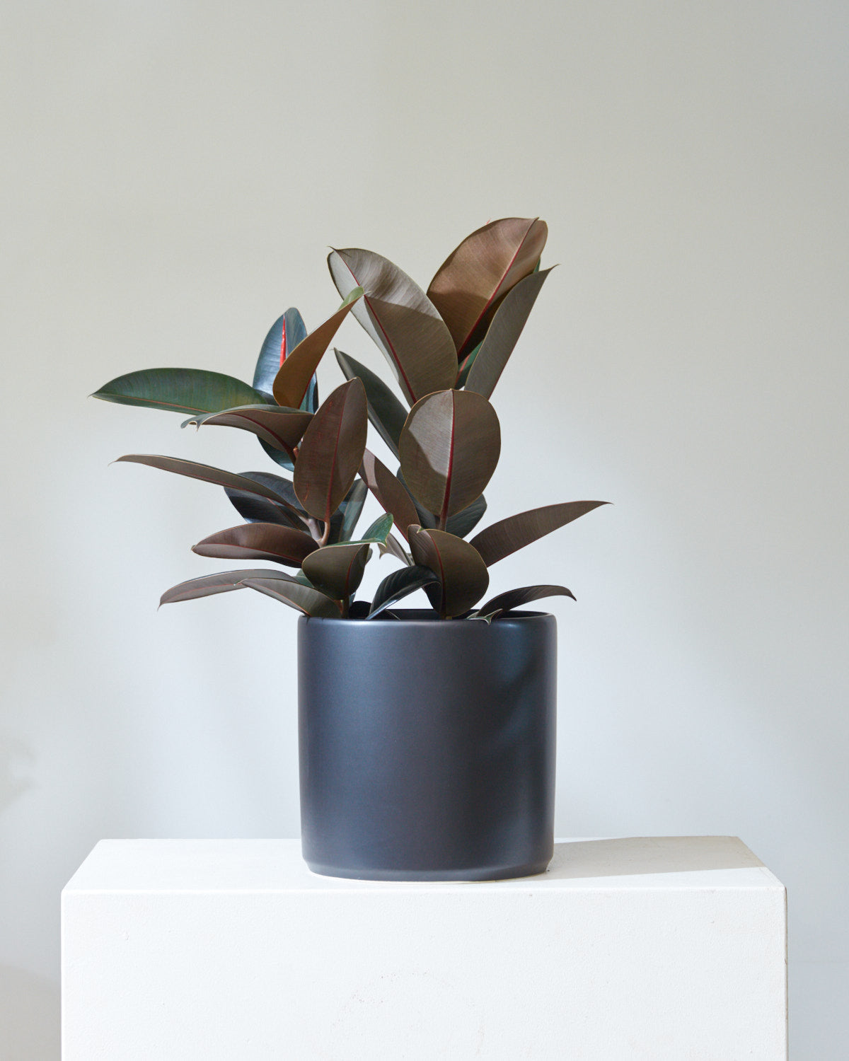 Burgundy Rubber Bush: Ficus elastica - 10 inch pot - 2-3 foot tall
