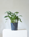 CAST IRON PLANT (ASPIDISTRA 'MILKY WAY') 10" Grower Pot