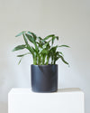 CAST IRON PLANT (ASPIDISTRA 'MILKY WAY') 10" Grower Pot