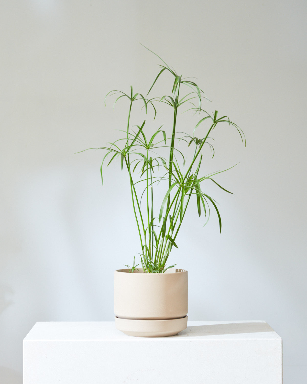 8 Inch REVIVAL CERAMICS ROUND TWO - OATMEAL - Small
