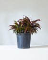 CORDYLINE 'RUBY' 8" Grower Pot