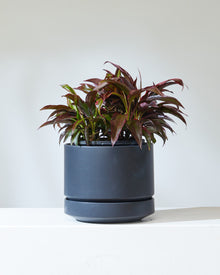  CORDYLINE 'RUBY' 8" Grower Pot