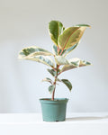 Tineke Rubber Plant: Ficus elastica - 5 inch pot