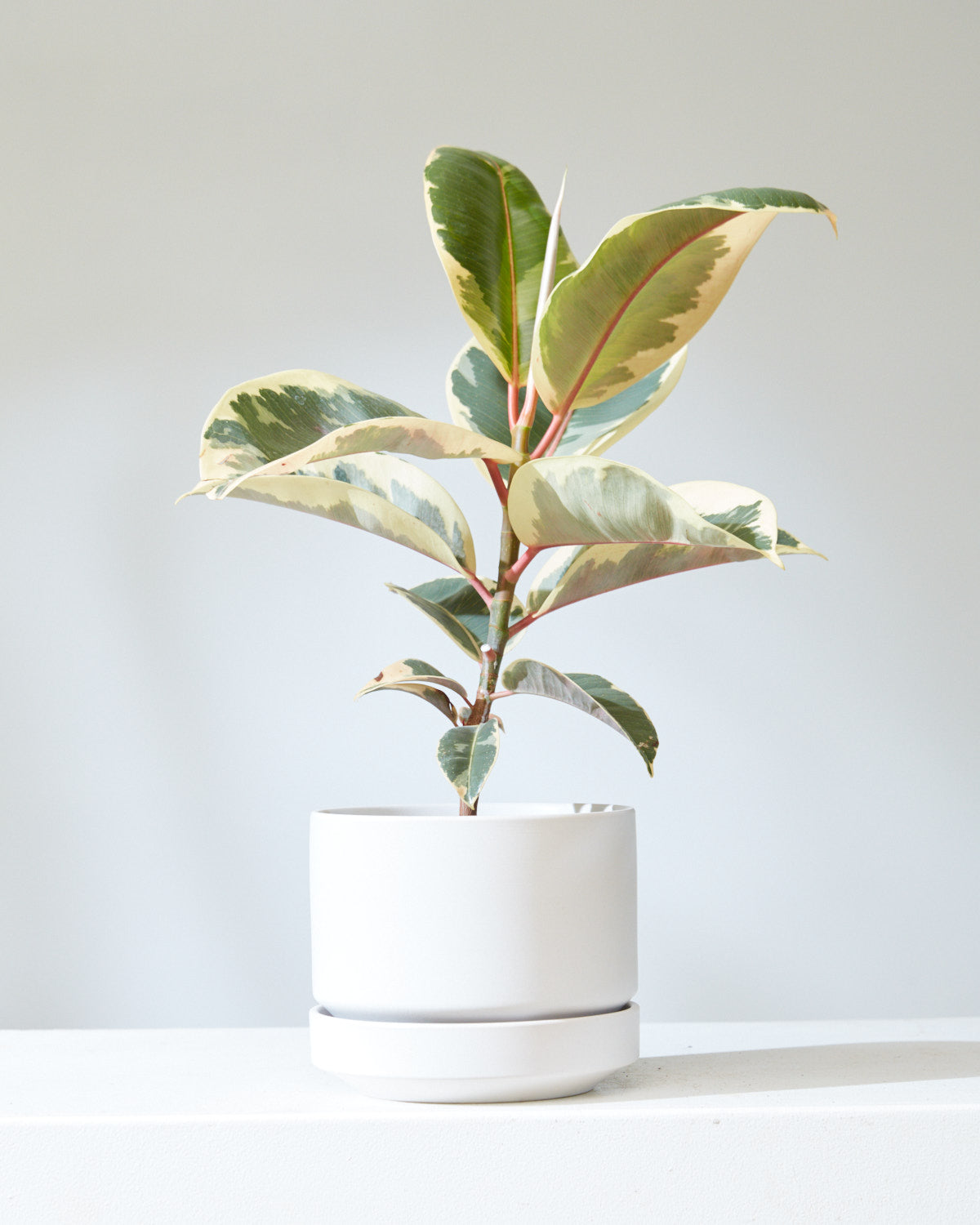 6 Inch REVIVAL CERAMICS ROUND TWO - WHITE - Small