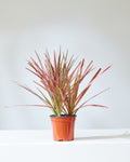 DRACAENA MARGINATA 'COLORAMA' 4" Grower Pot