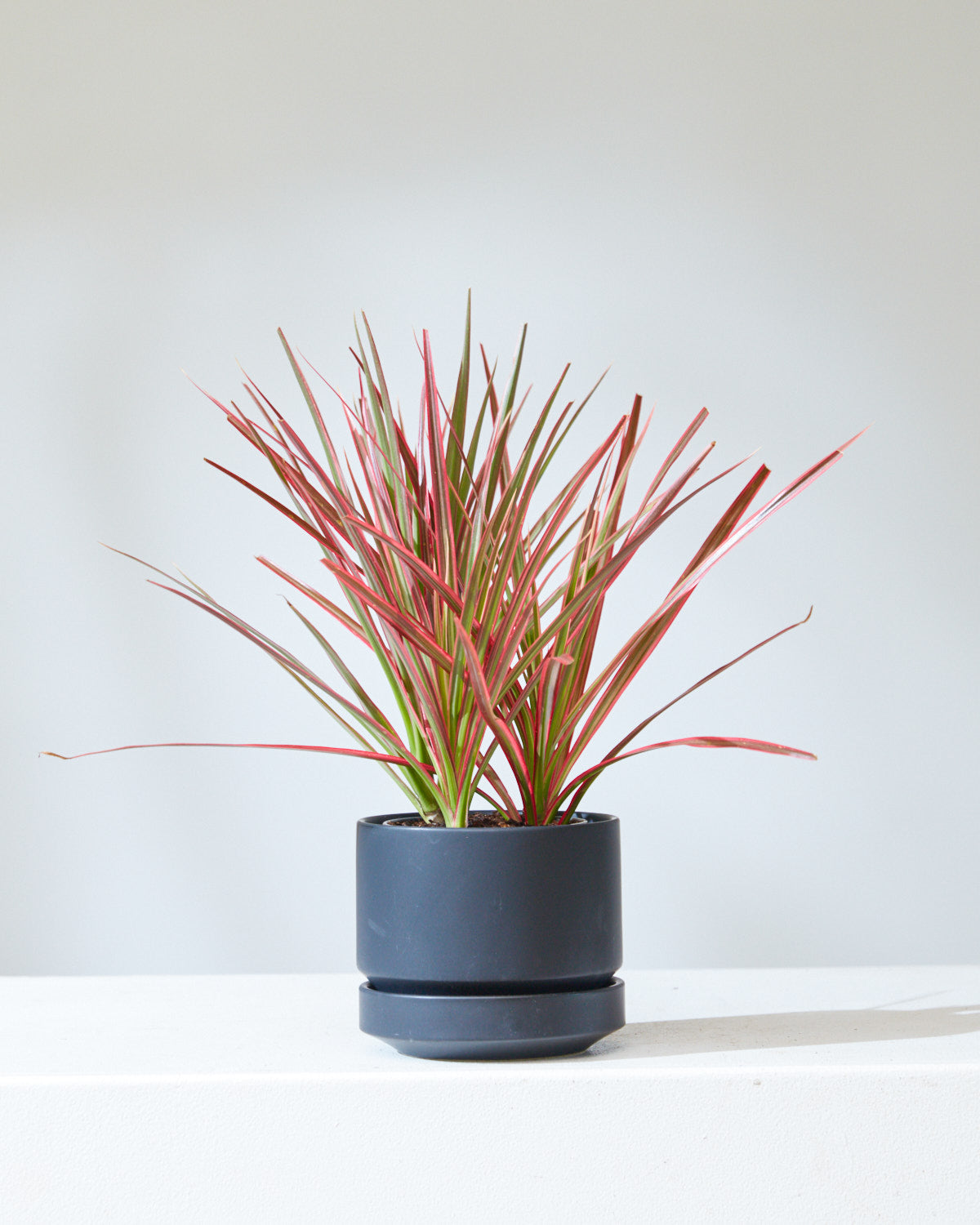 4 Inch REVIVAL CERAMICS ROUND TWO - BLACK - Small