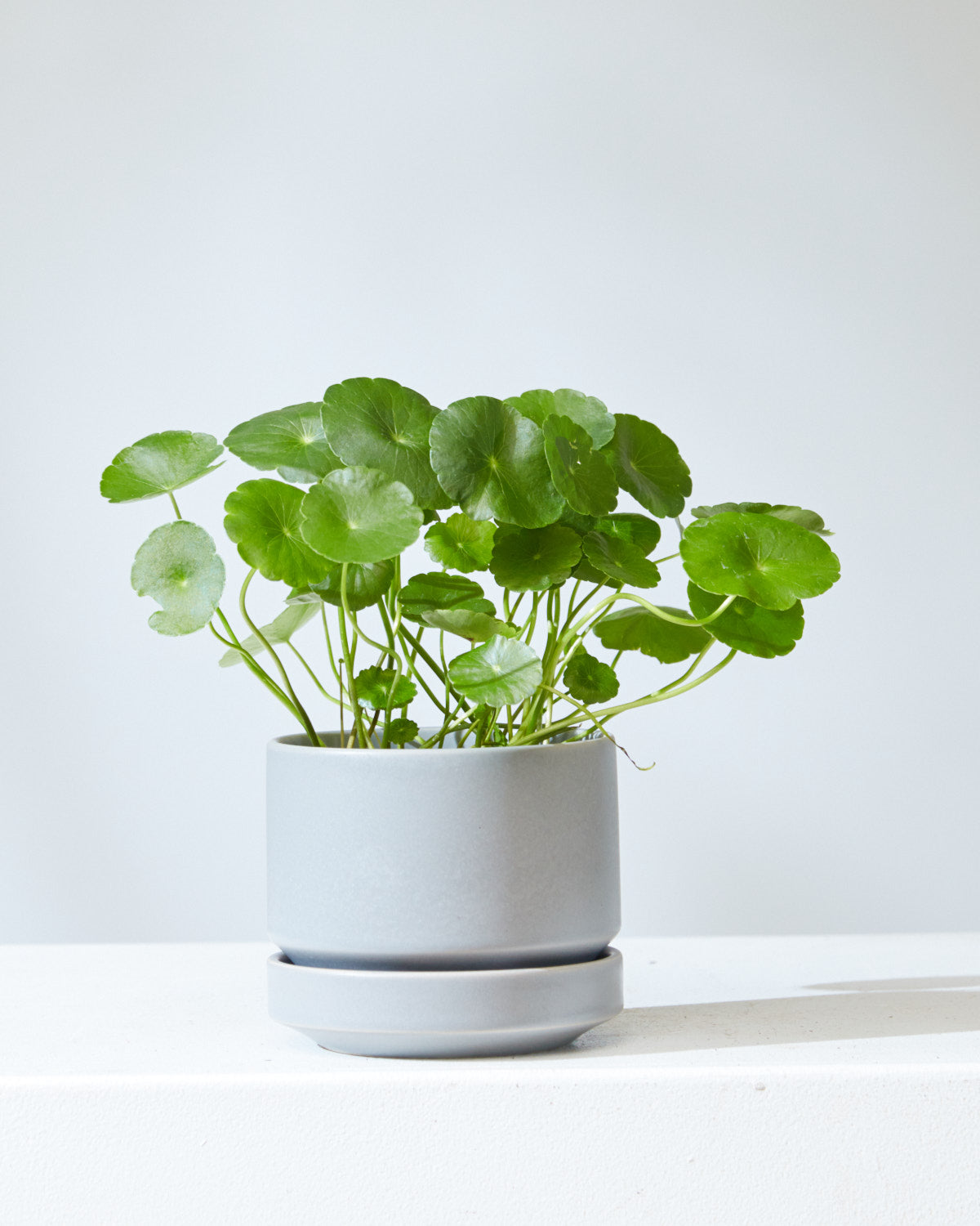 4 Inch REVIVAL CERAMICS ROUND TWO - GREY - Small