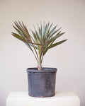 Silver Fan Palm: Bismarckia nobilis - 14 inch pot - 3-4 Foot Tall