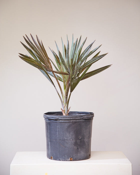 BISMARCK PALM 14 Inch. Grower Pot