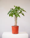 PACHIRA 'MONEY TREE' 10" Grower Pot (3.5-4.5' tall)