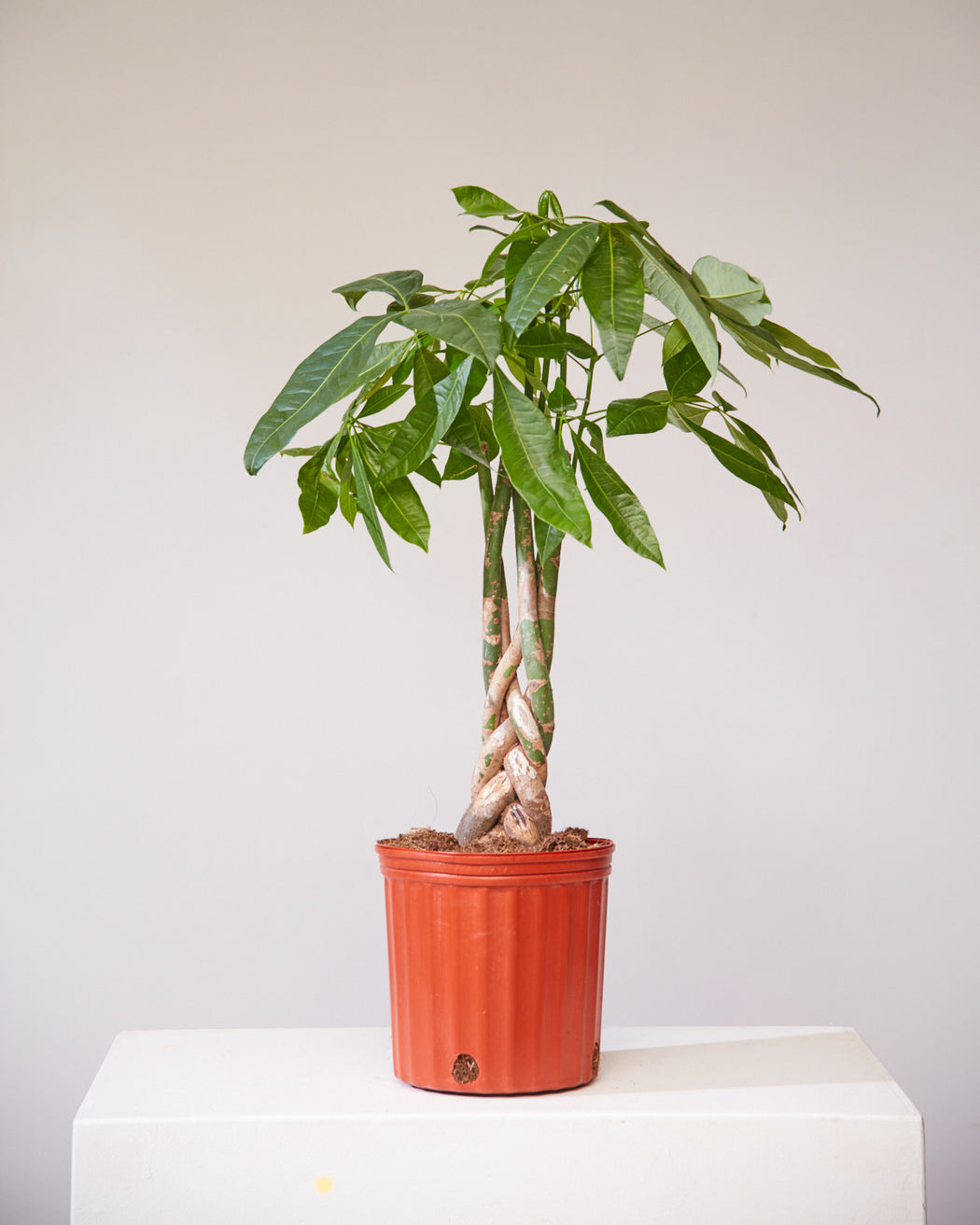 PACHIRA 'MONEY TREE' 10" Grower Pot (3.5-4.5' tall)