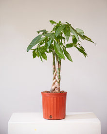  PACHIRA 'MONEY TREE' 10" Grower Pot (3.5-4.5' tall)