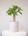 PACHIRA 'MONEY TREE' 10" Grower Pot (3.5-4.5' tall)