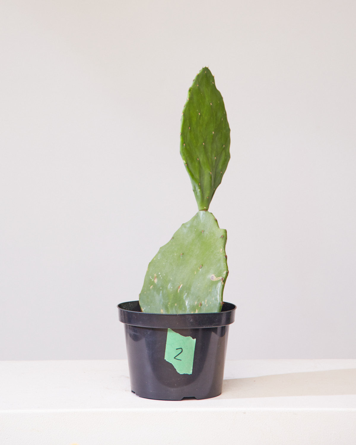 OPTUNIA' CACTUS 8" Grower Pot