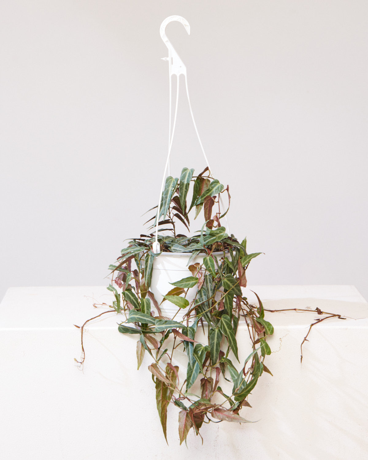 CISSUS AMAZONICA 8" HANGING BASKET