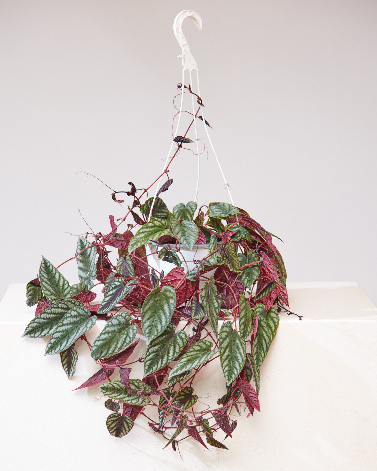 REX BEGONIA VINE 8" HANGING BASKET