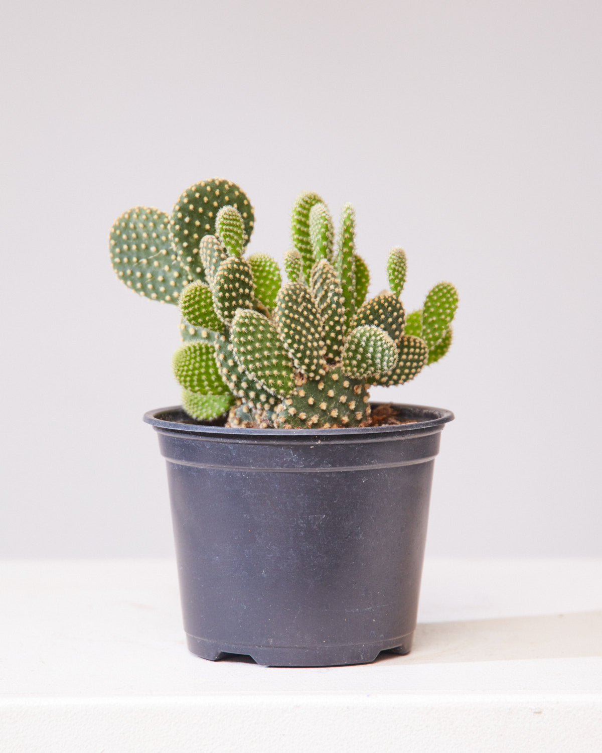 Bunny Ears Cactus: Opuntia microdasys - 6 inch pot