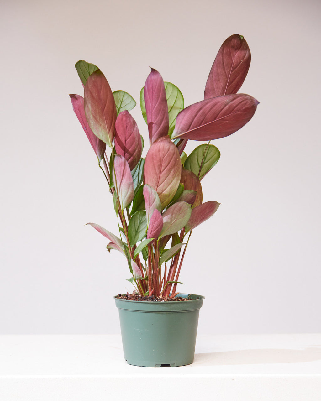 CALATHEA 'SETOSA' 6" Grower Pot