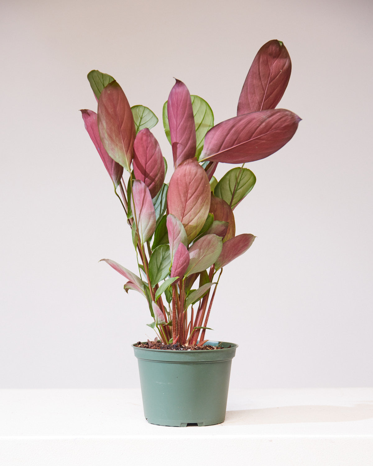 CALATHEA 'SETOSA' 6" Grower Pot