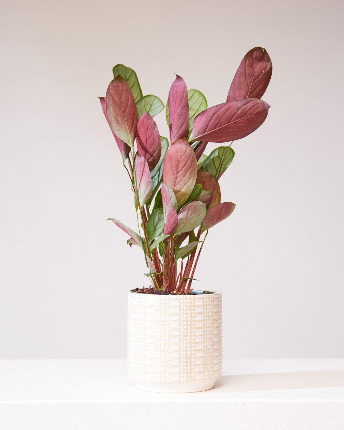 CALATHEA 'SETOSA' 6" Grower Pot