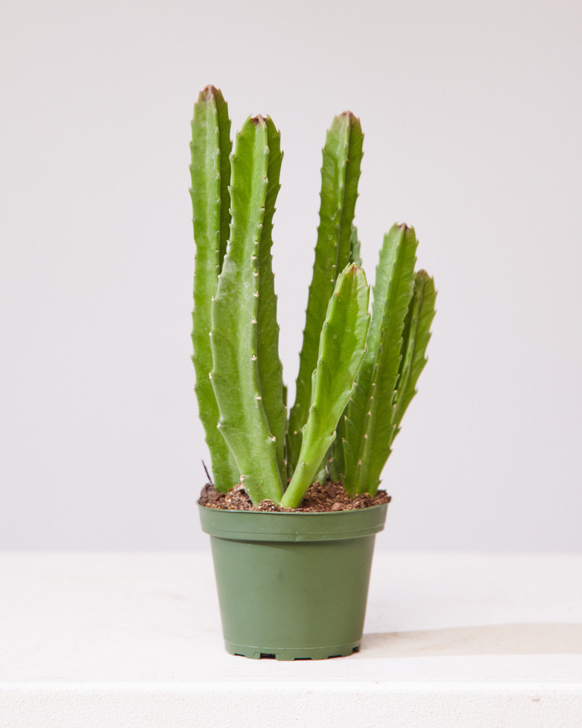 STAPELIA 4" Grower Pot