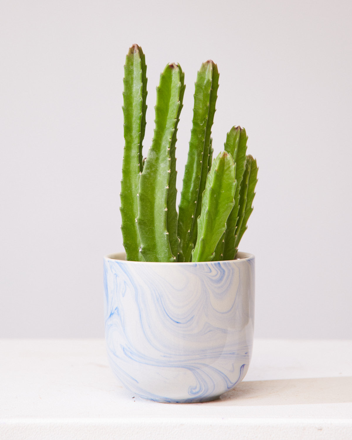 STAPELIA 4" Grower Pot