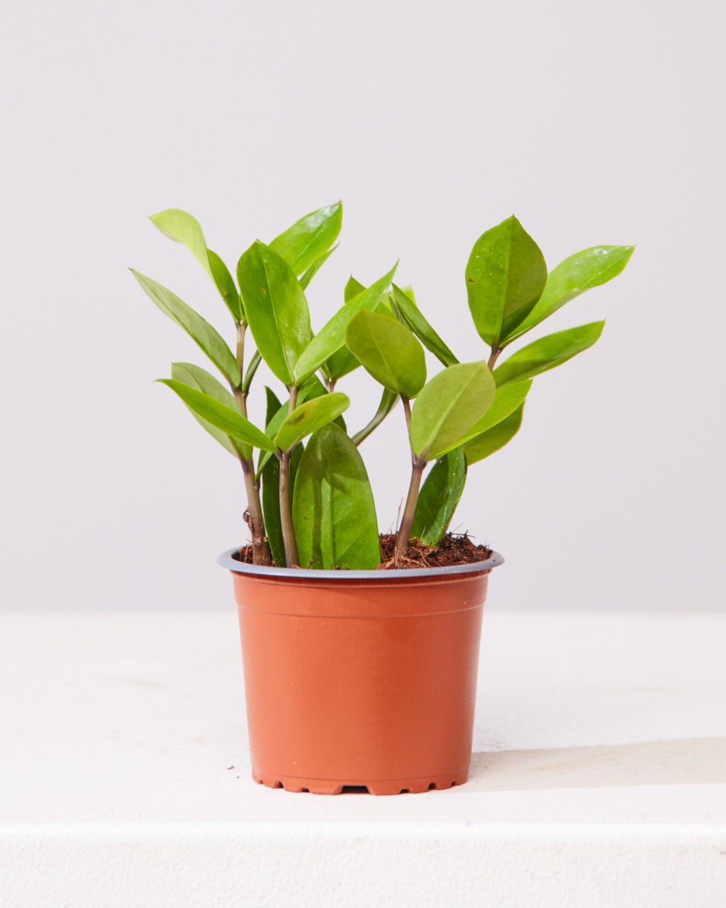 ZZ Plant: Zamioculcas zamiifolia - 4 inch pot