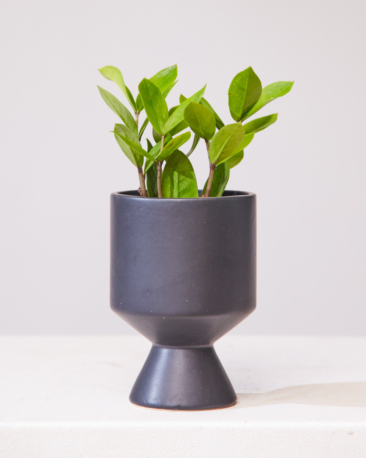 ZZ PLANT / ZANZIBAR GEM 4" Grower Pot