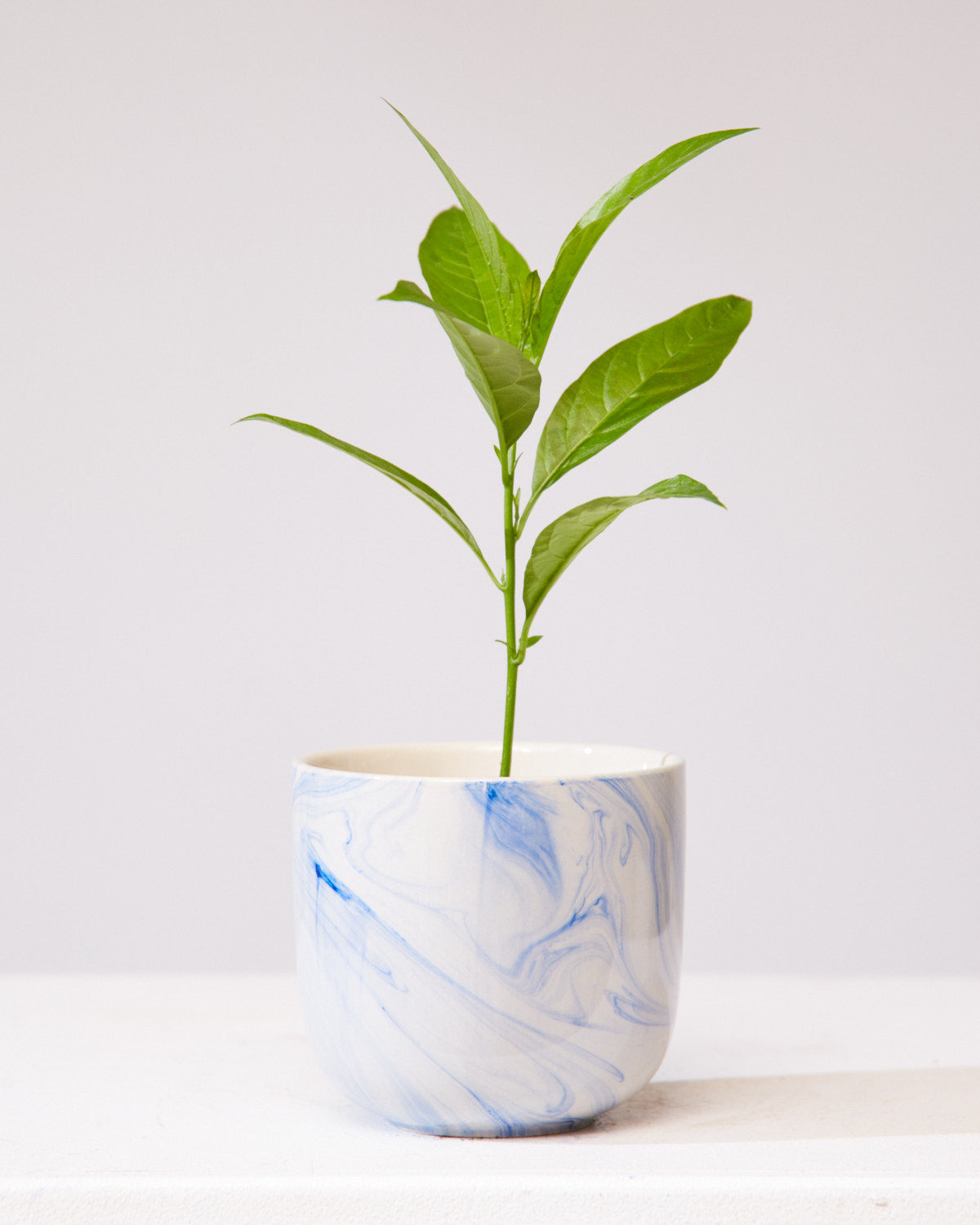 NIGHT BLOOMING JASMINE 3.5" Grower Pot
