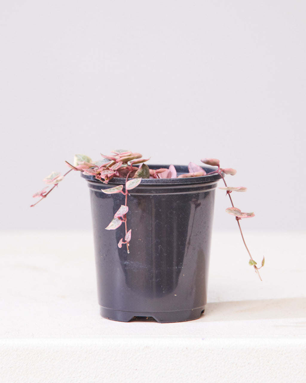 Pink Variegated String of Hearts: Ceropegia woodii - 4 inch pot