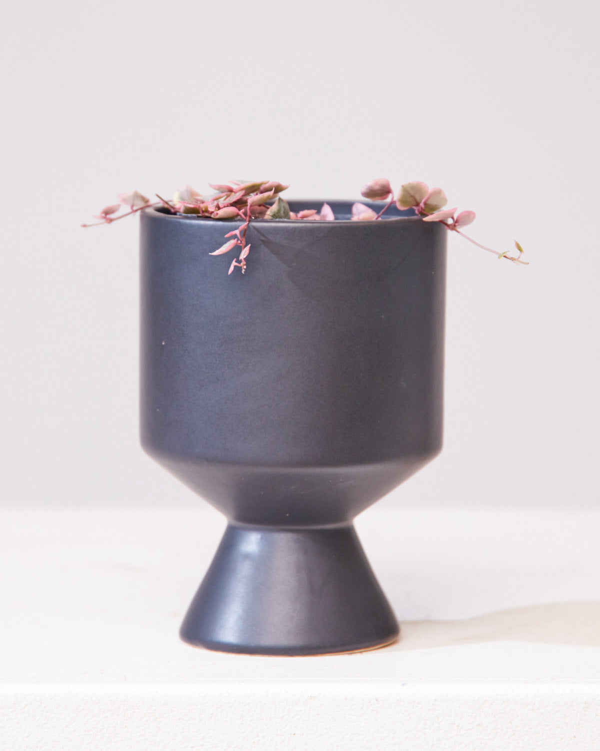 Pink Variegated String of Hearts: Ceropegia woodii - 4 inch pot