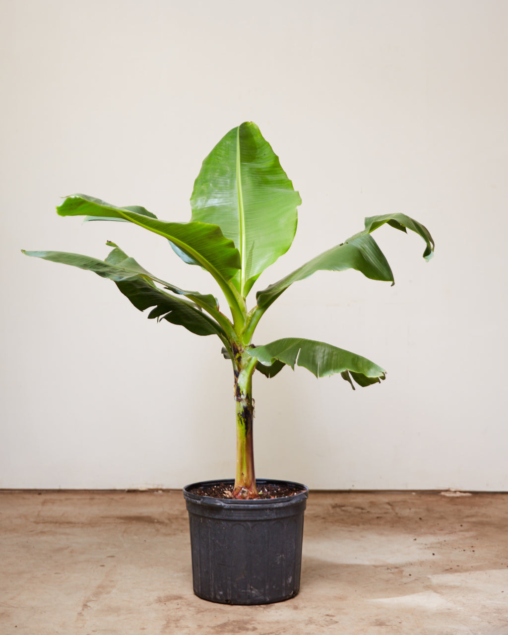 best pot for banana plant BANANA PLANT MUSA 14 Inch. Grower Pot (5' tall) – Dynasty Plants