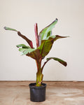 RED BANANA PLANT 'ENSETE MAURELLI' 12" Grower Pot