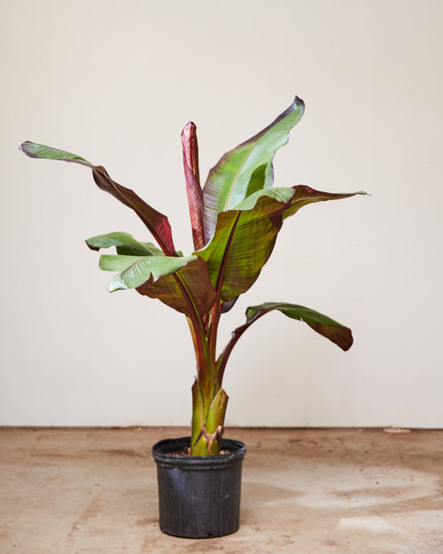 RED BANANA PLANT 'ENSETE MAURELLI' 12