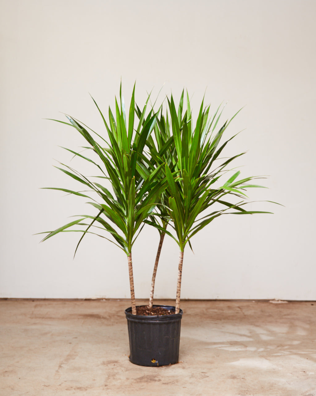 Tarzan Dragon Tree Bush: Dracaena marginata - 10 inch pot - 4-5 foot tall