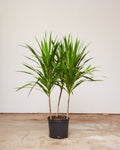 Tarzan Dragon Tree Bush: Dracaena marginata - 10 inch pot - 4-5 foot tall