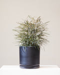 False Aralia: Plerandra elegantissima - 10 inch pot - 3-4 foot tall