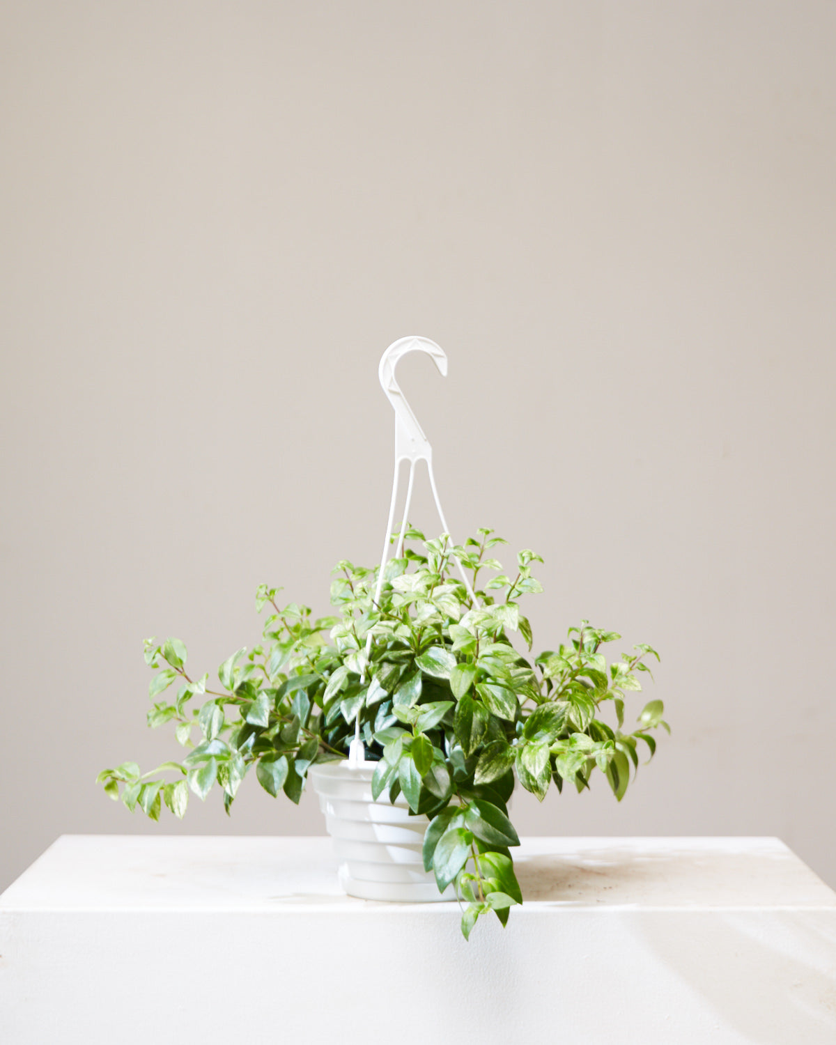 Variegated Lipstick Vine: Aeschynanthus radicans - 8 inch hanging basket