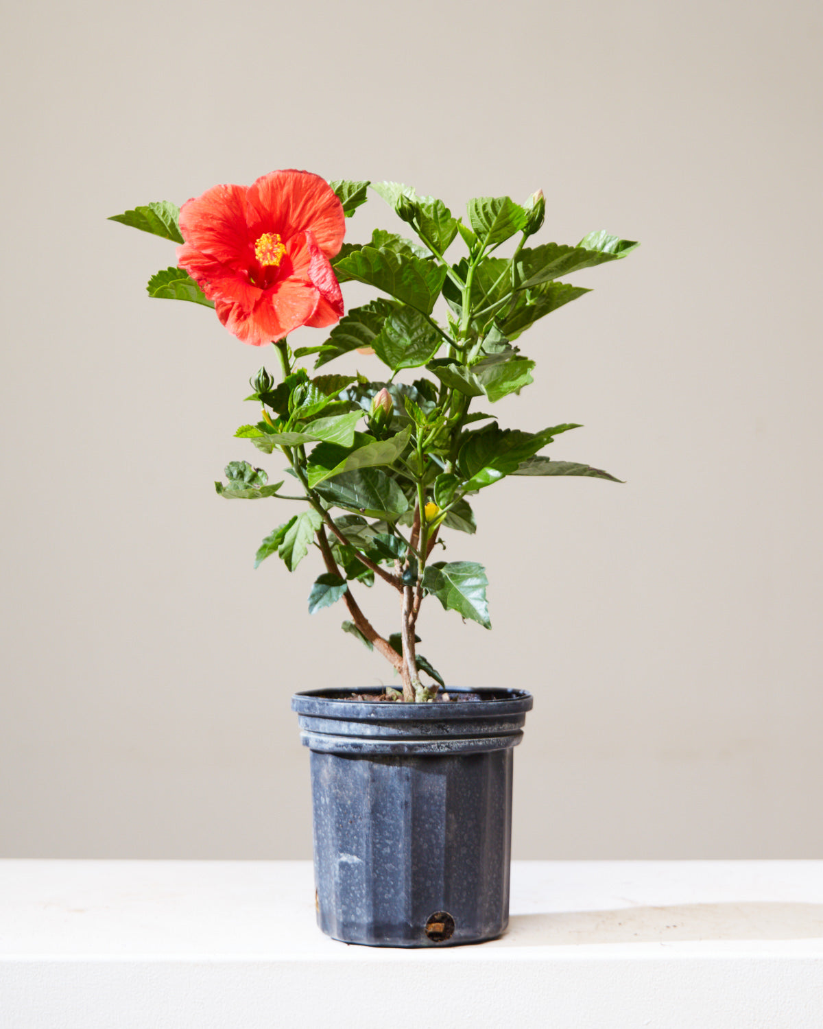 Hibiscus Bush: Hibiscus rosa-sinensis in 6 inch Nursery Pot