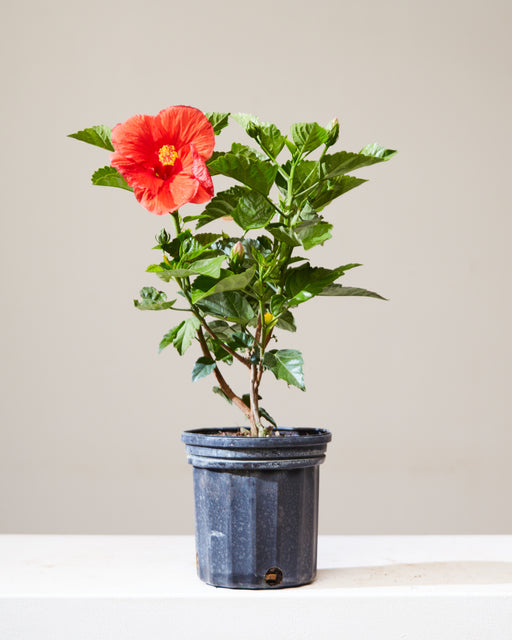 Hibiscus Bush: Hibiscus rosa-sinensis in 6 inch Nursery Pot