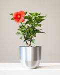 Hibiscus Bush: Hibiscus rosa-sinensis in 6 inch Nursery Pot