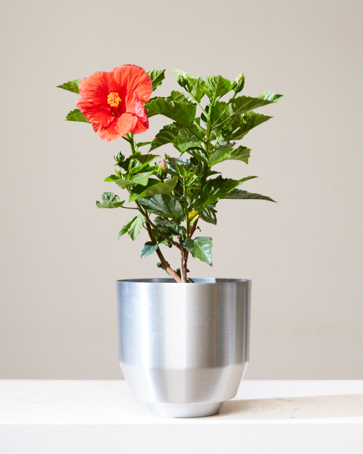 Hibiscus Bush: Hibiscus rosa-sinensis in 6 inch Nursery Pot