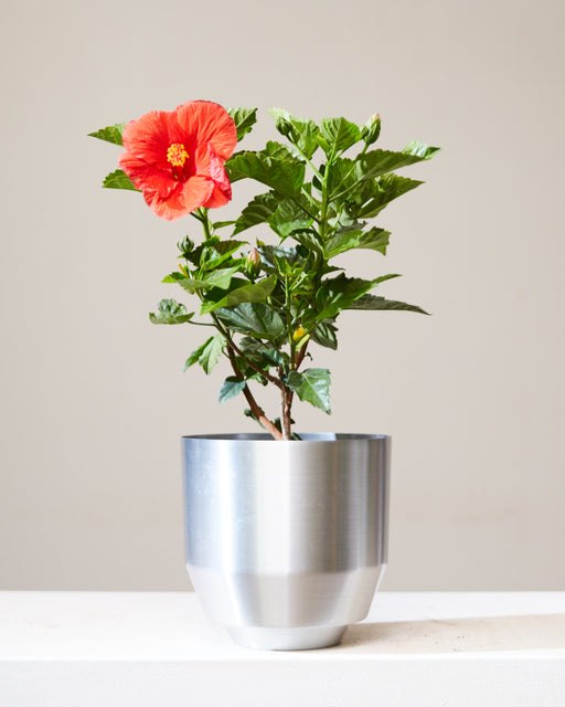Hibiscus Bush: Hibiscus rosa-sinensis in 6 inch Nursery Pot