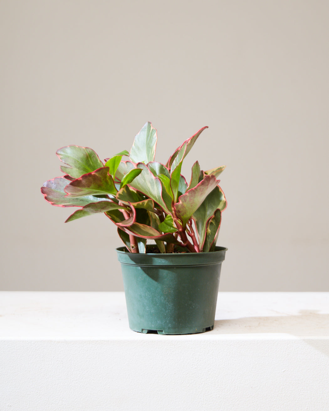 Tricolor: Peperomia clusiifolia - 6 inch pot