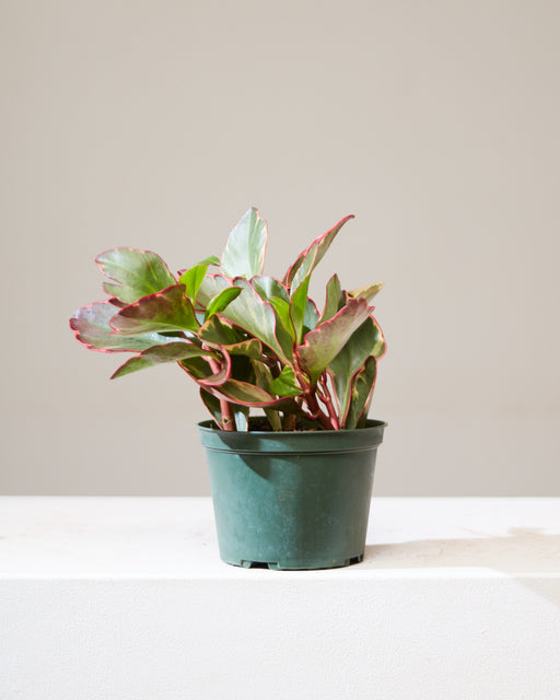 Tricolor: Peperomia clusiifolia - 6 inch pot