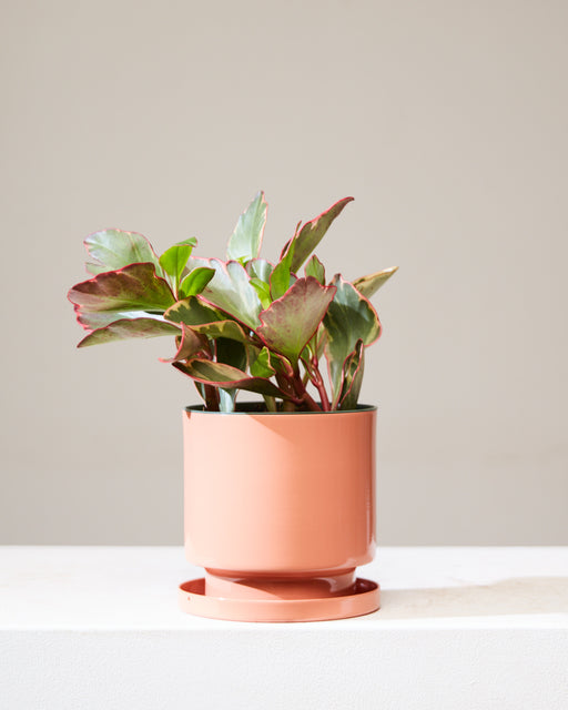 Tricolor: Peperomia clusiifolia - 6 inch pot