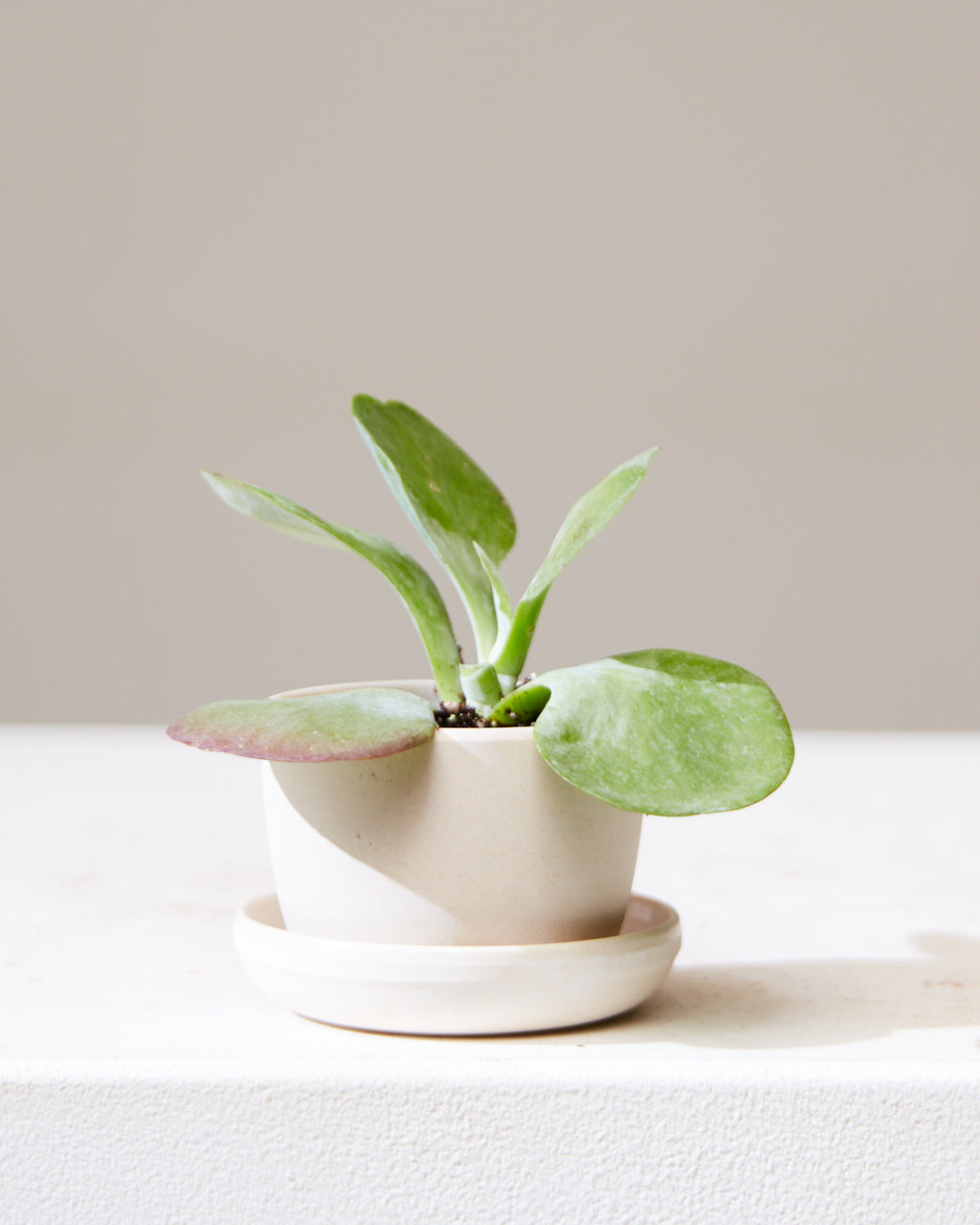 KANSO MINI PLANTER Bamboo Fibre, Small 3 Inch
