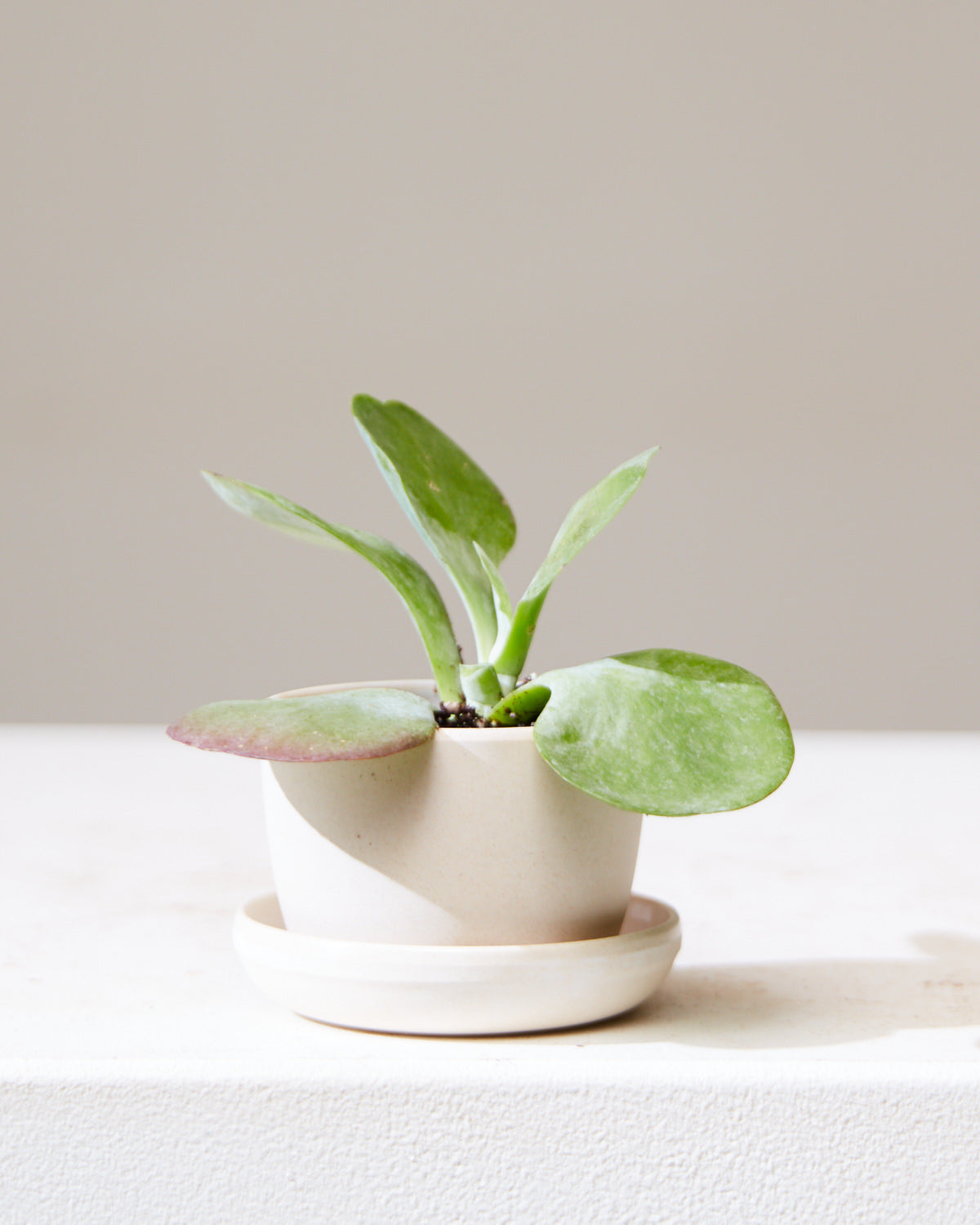 KANSO MINI PLANTER Bamboo Fibre, Small 3 Inch