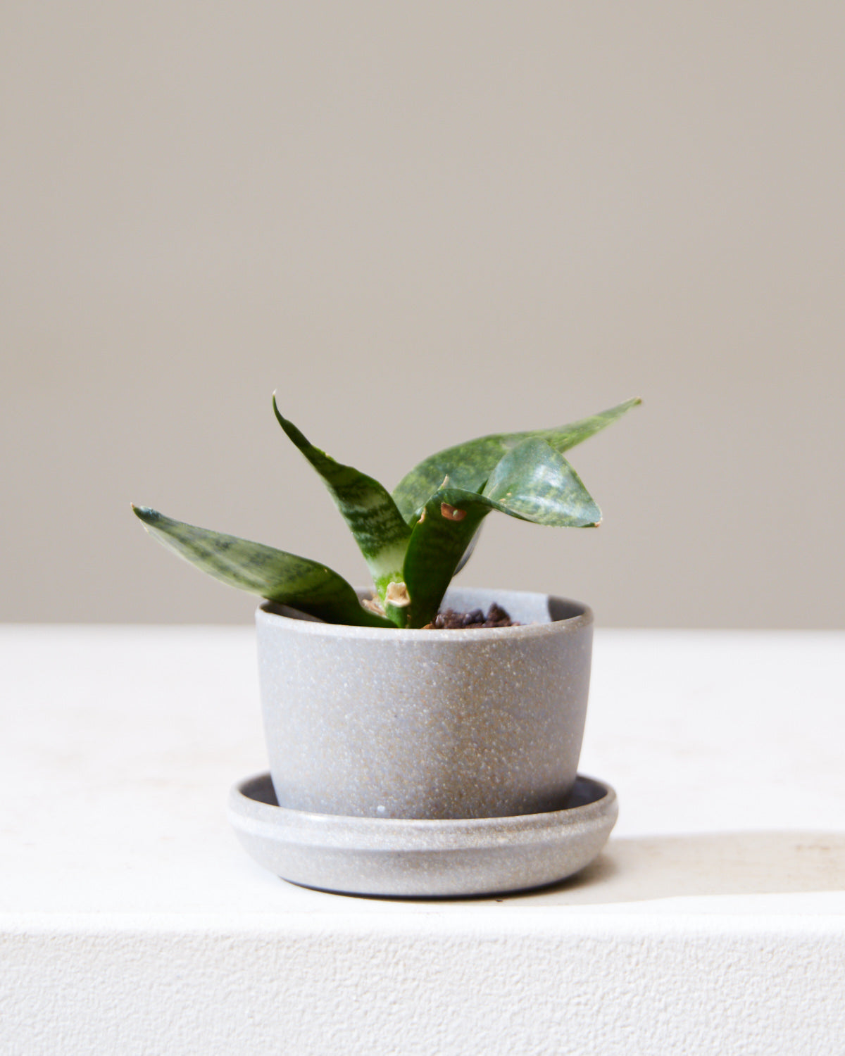 KANSO MINI PLANTER Wheat Husk, Small 3 Inch